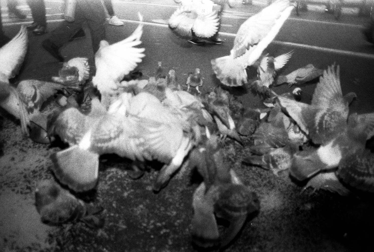 Pigeons_ISG_01
